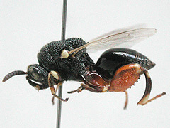 写真:アカアシブトコバチ