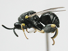 写真:キアシブトコバチ