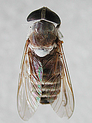 写真:イヨシロオビアブ