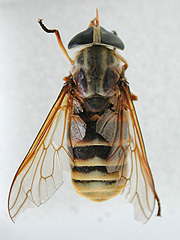 写真:アカウシアブ