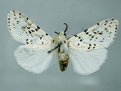 写真:アメリカシロヒトリ(成虫)