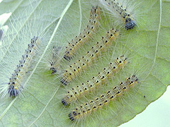 写真:アメリカシロヒトリ(幼虫)