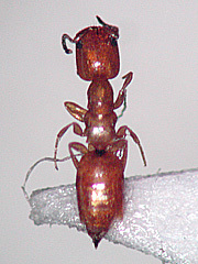 写真:シバンムシアリガタバチ成虫