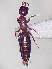 写真:ホソアリガタバチ(クロアリガタバチ)