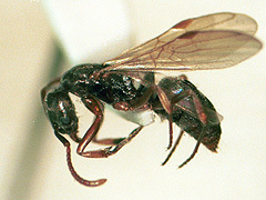 写真:オオハリアリ(有翅雌アリ)