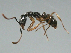 写真:オオハリアリ(働きアリ)