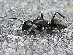 写真:クロオオアリ(働きアリ)