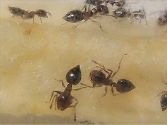 写真:ハリブトシリアゲアリ(働きアリ)