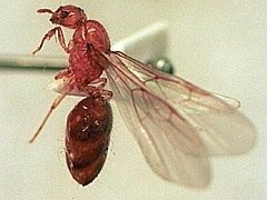 写真:キイロシリアゲアリ(有翅雌アリ)