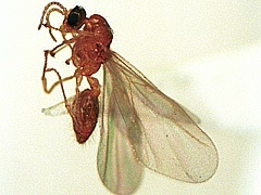 写真:キイロシリアゲアリ(有翅雄アリ)