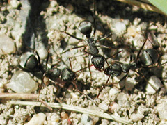 写真:クロヤマアリ