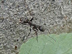 写真:クロヤマアリ(働きアリ)