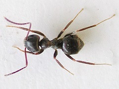 写真:トビイロケアリ(働きアリ)