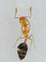 写真:ヒメアリ(働きアリ)