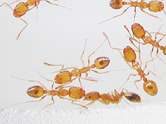 写真:イエヒメアリ(働きアリ)