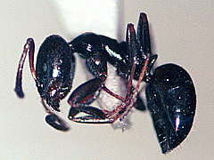 写真:ルリアリ(働きアリ)