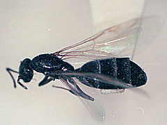 写真:ルリアリ(有翅雌アリ)