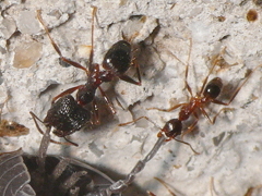 写真:オオズアリ(左:兵アリ、右:働きアリ)