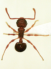 写真:アミメアリ