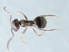 写真:サクラアリ(働きアリ)