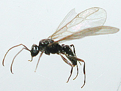 写真:サクラアリ(有翅雄アリ)