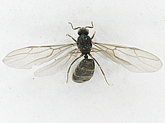 写真:サクラアリ(有翅雌アリ)