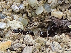 写真:トビイロシワアリ(働きアリ)