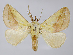 写真:イラガ成虫