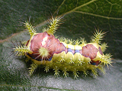 写真:イラガ幼虫