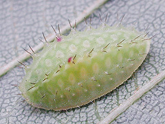 写真:テングイラガ幼虫