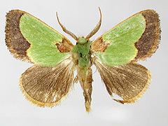 写真:クロシタアオイラガ成虫1