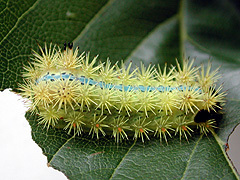 写真:アオイラガ幼虫
