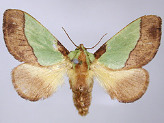 写真:ヒロヘリアオイラガ成虫