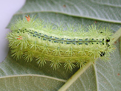写真:ヒロヘリアオイラガ幼虫
