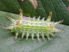 写真:クロシタアオイラガ幼虫