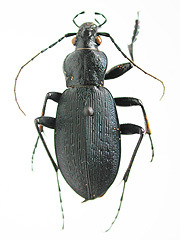 写真:オオオサムシ