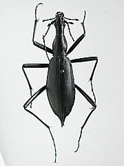 写真:マイマイカブリ(ヒメマイマイカブリ Damaster blaptoides oxuroides:岐阜県北部産)