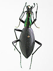 写真:マイマイカブリ(エゾマイマイカブリ Damaster blaptoides rugipennis:北海道産)