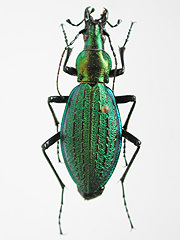 写真:アイヌキンオサムシ(イブシキンオサムシ Procrustes kolbei kosugei)