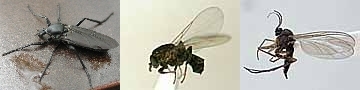 写真:左からハグロケバエ、ナガサキニセケバエ、クロバネキノコバエの一種