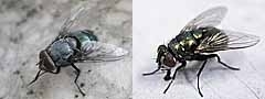 写真:左からオオクロバエ、ヒロズキンバエ