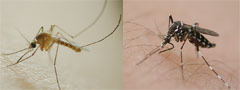 写真:左 アカイエカ群成虫、右 ヒトスジシマカ成虫