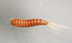 写真:ヒメカツオブシムシ幼虫