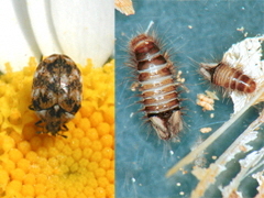 写真:ヒメマルカツオブシムシ(左:花上の成虫、右:幼虫)