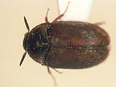 写真:ヒメカツオブシムシ成虫