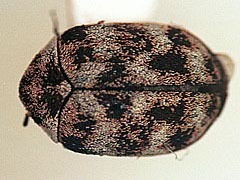 写真:ヒメマルカツオブシムシ成虫