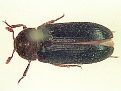 写真:カドマルカツオブシムシ成虫