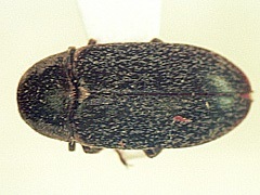 写真:ハラジロカツオブシムシ成虫