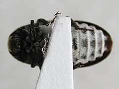 写真:ハラジロカツオブシムシ成虫(腹面)