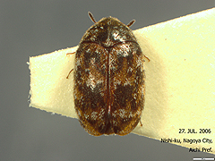 写真:マダラカツオブシムシ属の一種(Trogoderma sp.)